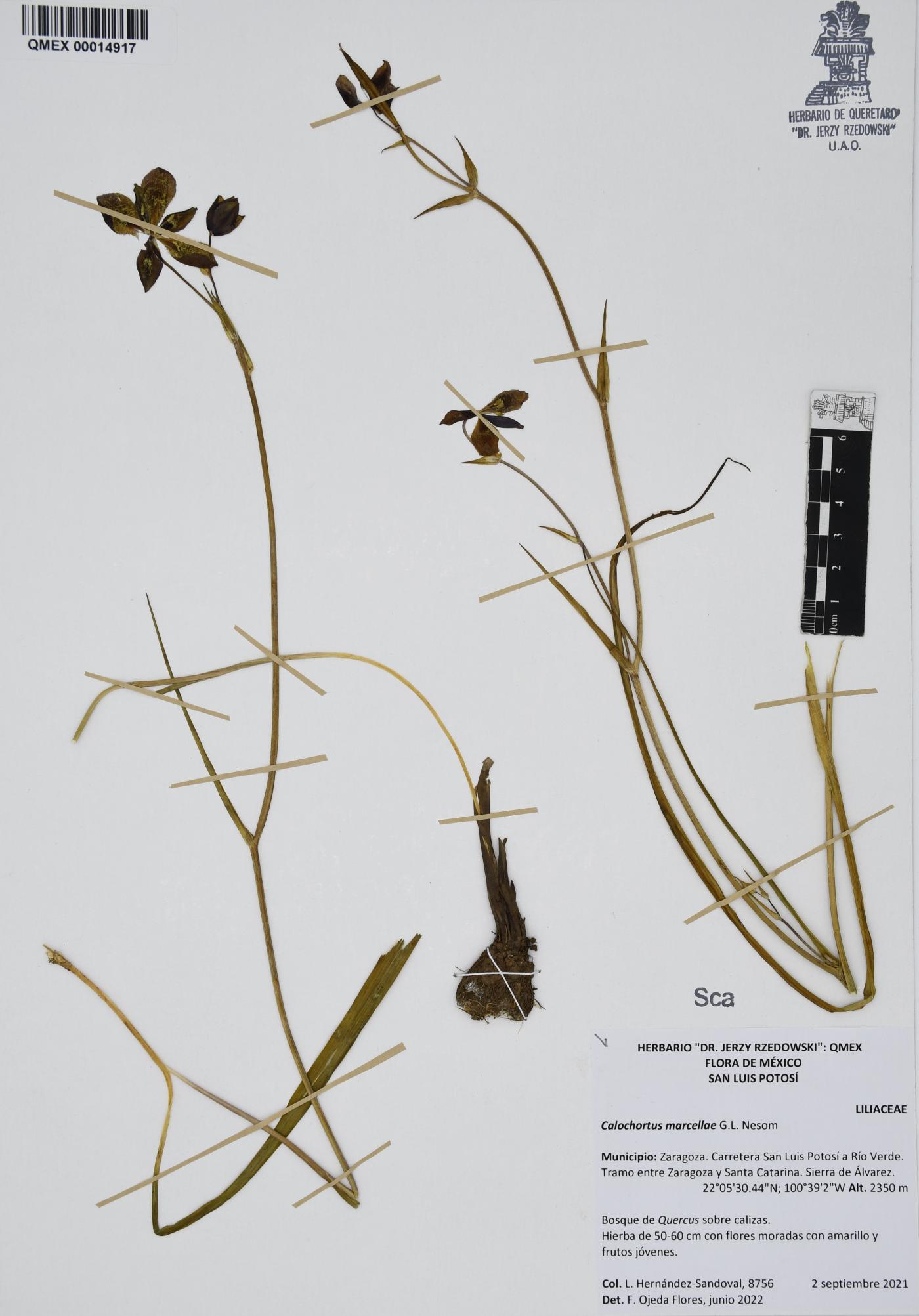Calochortus marcellae image